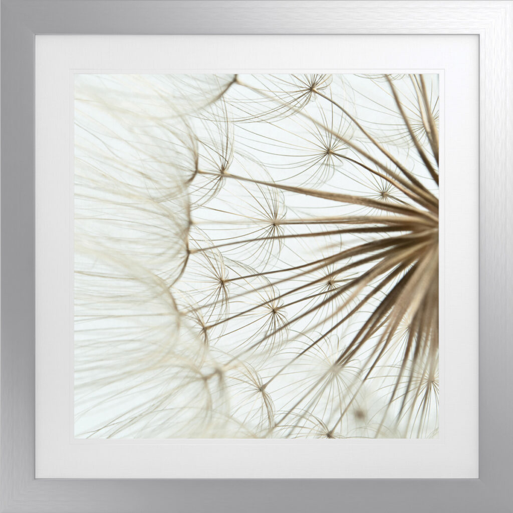 Delicate dandelion seed head artwork in a 30-inch square with antique silver frame.